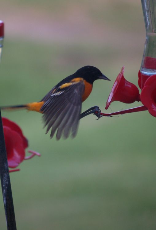 Baltimore Oriole at the Hummingbird Feeder