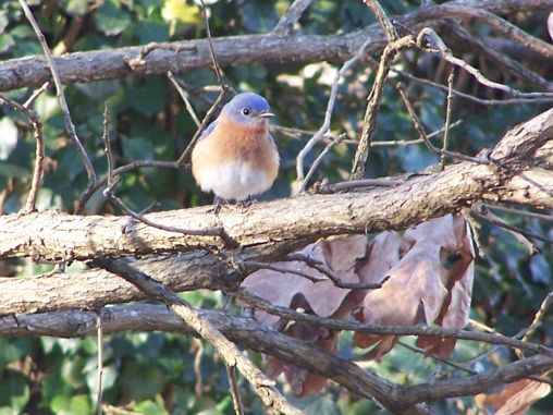 Male bluebird   