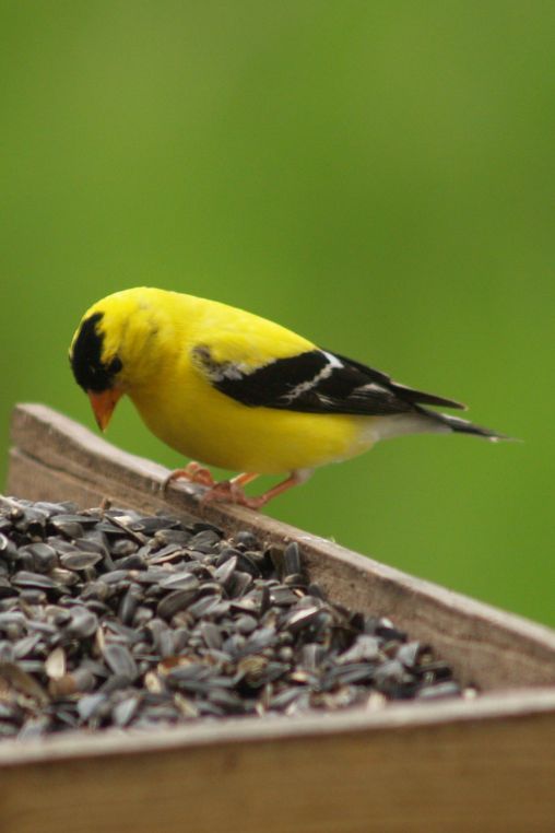 Male American Goldfinch