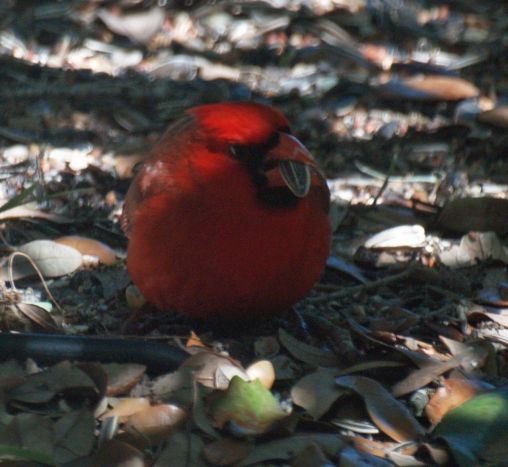 Cardinal Enjoying Sunflower Seeds