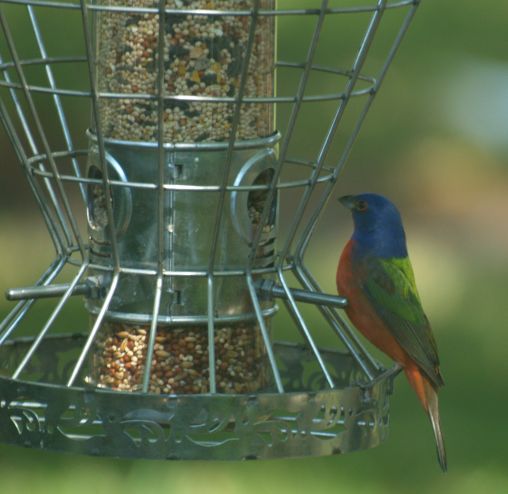 Male Painted Bunting