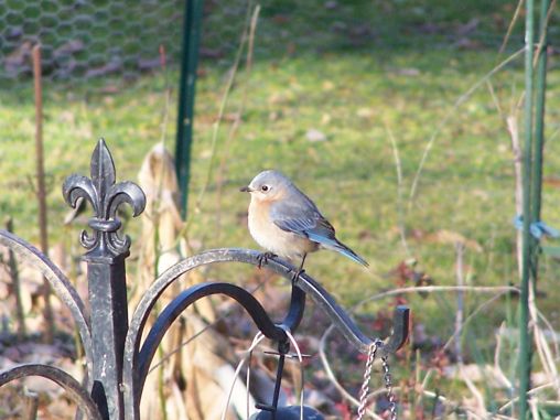 Female Bluebird