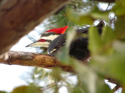 Pileated Woodpecker