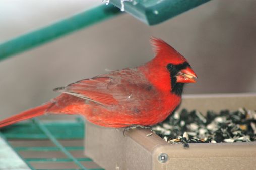 Cardinal at House Feeder