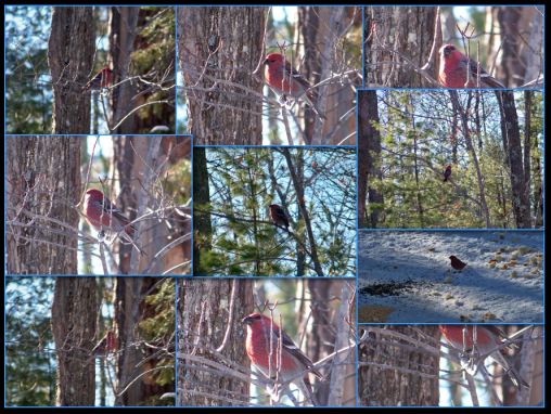 Pine Grosbeak Collage 2013