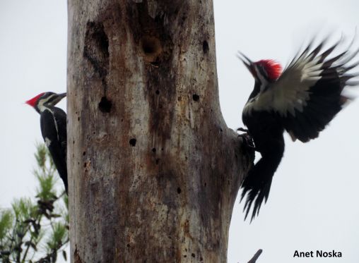 Pileated Woodpecker