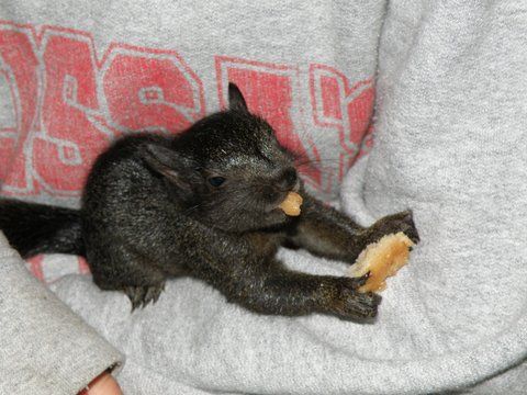 Little Black Squirrel 