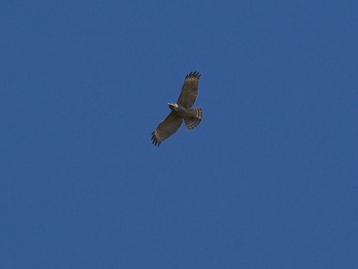 Hawk flying  over  head