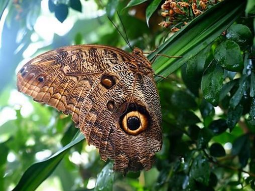 resting butterfly