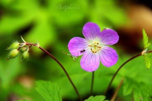 Hunting on a wild geranium