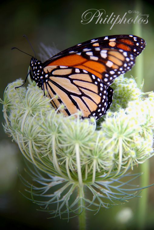 Monarch Butterfly