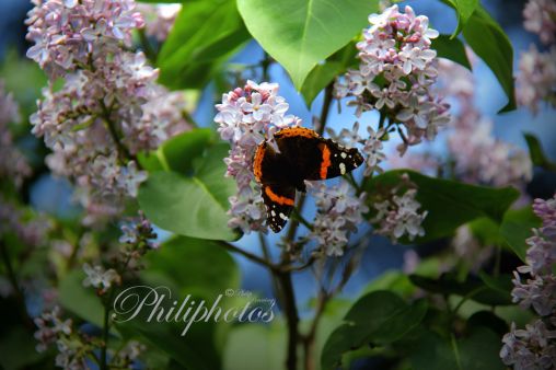 Red Admiral