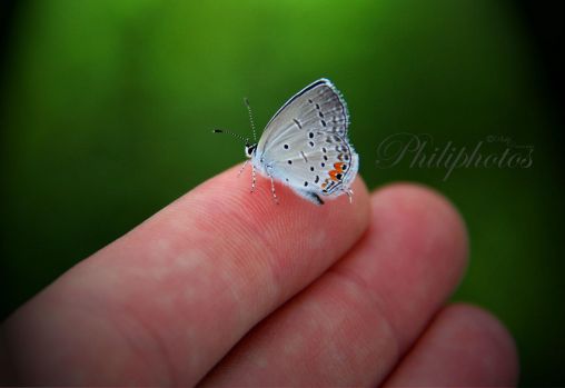 Eastern Tailed Blue butterfly!