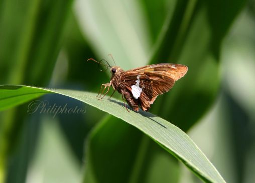 Silver Spotted Skipper Butterfly on a Corn Stalk