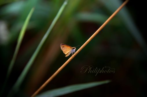 Essex Skipper Butterfly