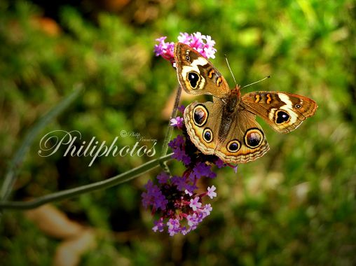 Common Buckeye 