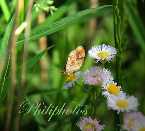 Pearl Crescent  Butterfly