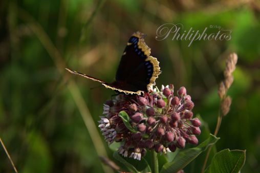 Mourning Cloak Butterfly on a Milkweed Flower