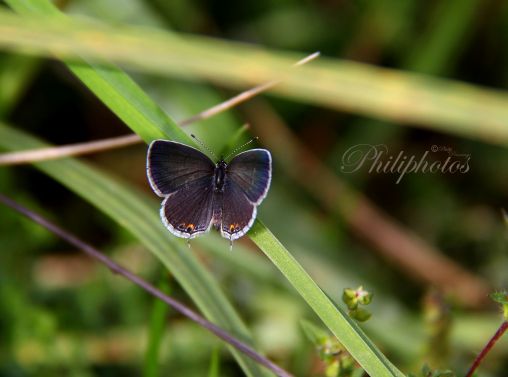 Eastern Tailed Blue; Open Wings