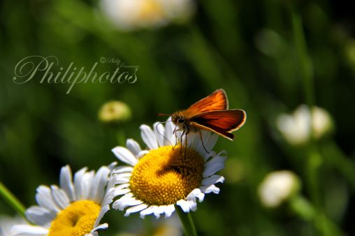 Essex Skipper Butterfly on a Daisy