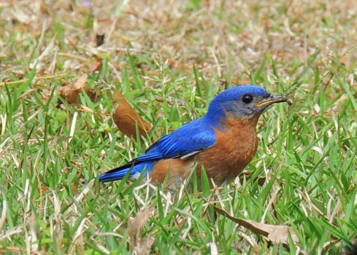 Eastern Bluebird with a snack - Apr 11
