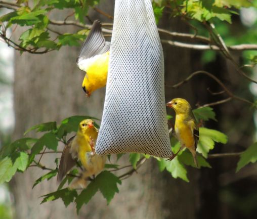 Squabbling Goldfinches - Apr 10