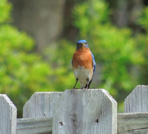 Eastern Bluebird in the backyard today - Apr 11