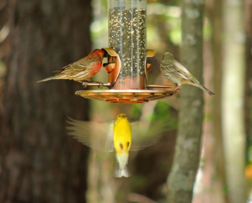 Male and Female House Finch and a Goldfinch - Apr 10