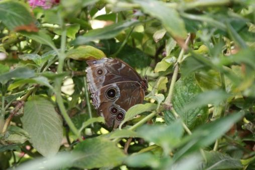 Beautiful Butterfly