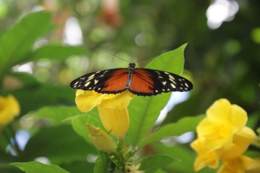 Beautiful Butterfly