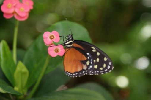 Beautiful Butterfly 