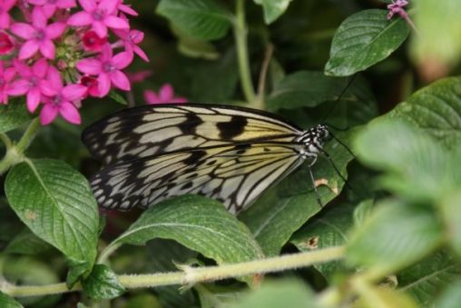 Beautiful Butterfly