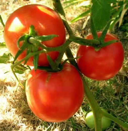 Garden Tomatoes 