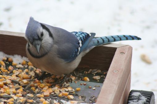 Blue Jay at my Feeder