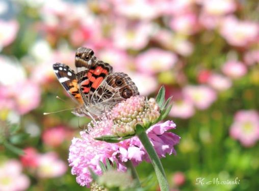 American Lady(Vanessa virginiensis) and Pincushion Flower - Feb 21