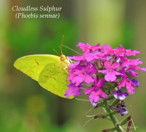 Cloudless Sulphur and Verbena - Apr 12