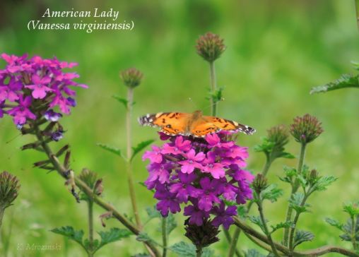 American Lady and Verbena -  Apr 12