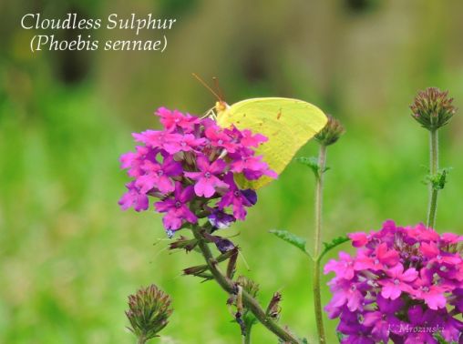 Cloudless Sulphur and Verbena - Apr 12