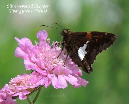 Silver-spotted Skipper and Pincushion flower (Scabiosa) - Apr 13