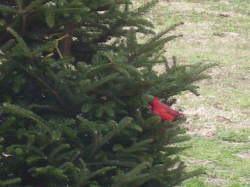 After Christmas I put my tree outside for the birds to enjoy!