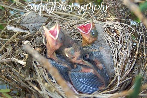 baby Cardinals