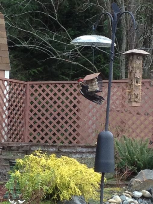 Pileated Woodpecker on my backyard bird feeder 2/15/2013