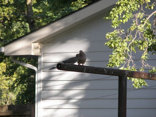 Momma Dove and her baby