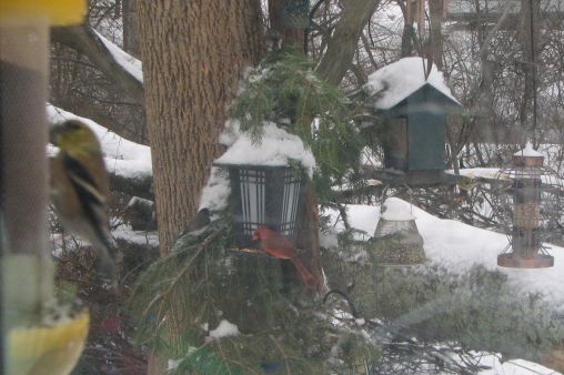 Backyard soup kitchen!