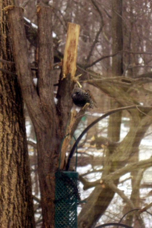 Stranger at the feeder