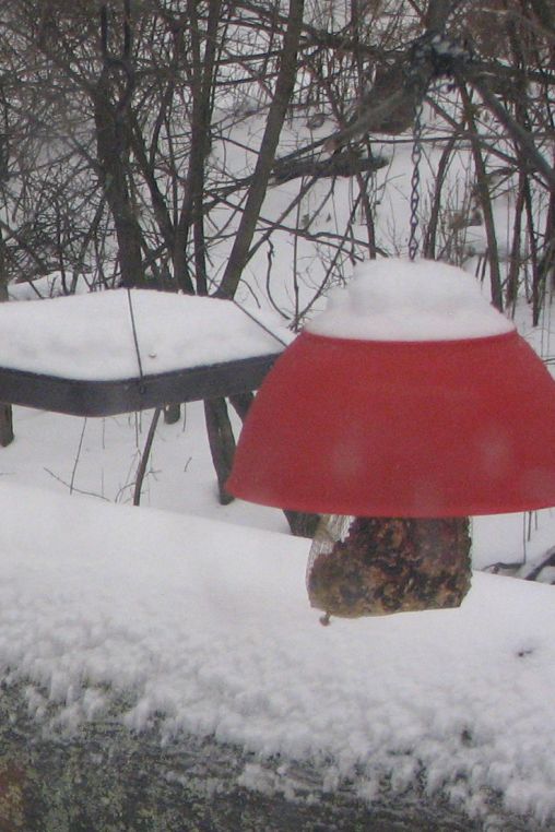 Home made suet cake protector at little to no cost.