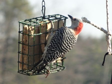 Red Bellied  woodpecker at   Homemade  Organic Suet 