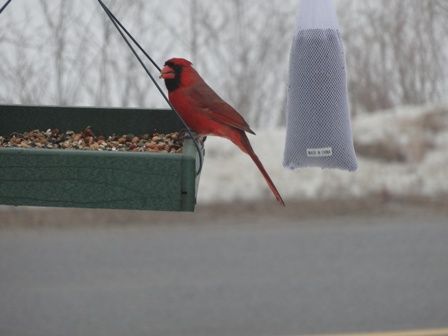 Feeding with seeds  nuts and fruit  ... Cardinal 