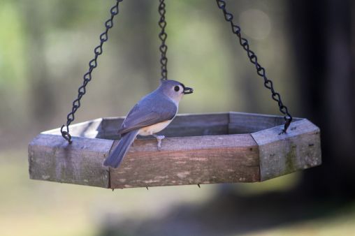 tufted titmouse getting a seed