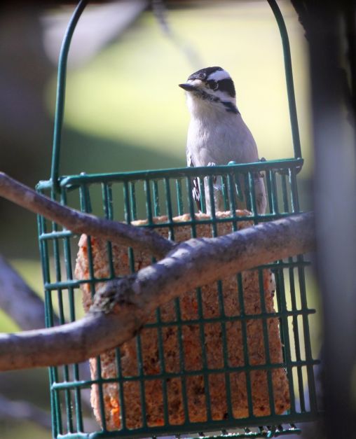 downy woodpecker eating some suet